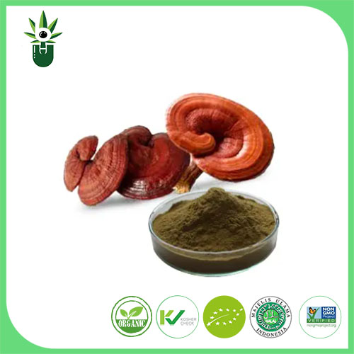 Ganoderma Lucidum kivonat